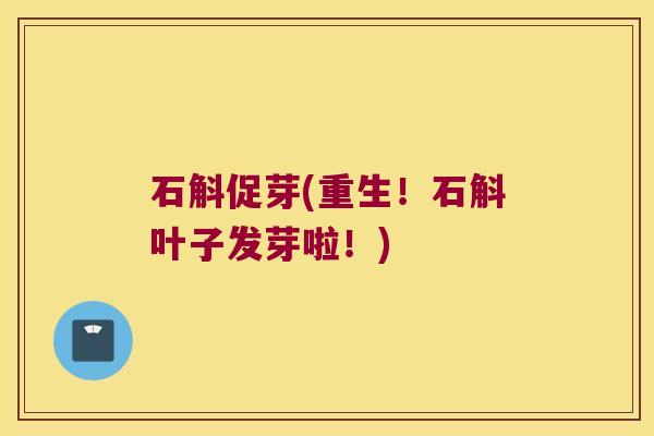 石斛促芽(重生！石斛叶子发芽啦！)