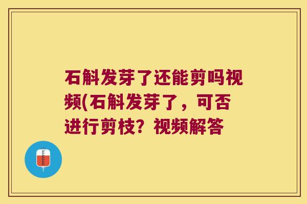 石斛发芽了还能剪吗视频(石斛发芽了，可否进行剪枝？视频解答