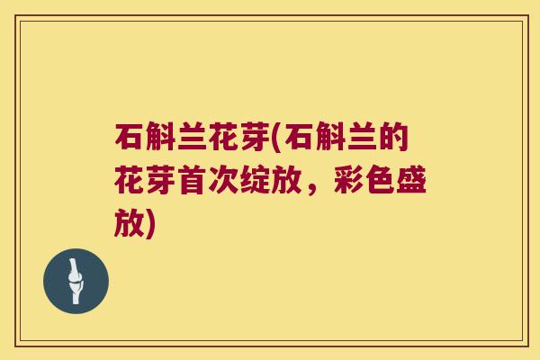 石斛兰花芽(石斛兰的花芽首次绽放，彩色盛放)