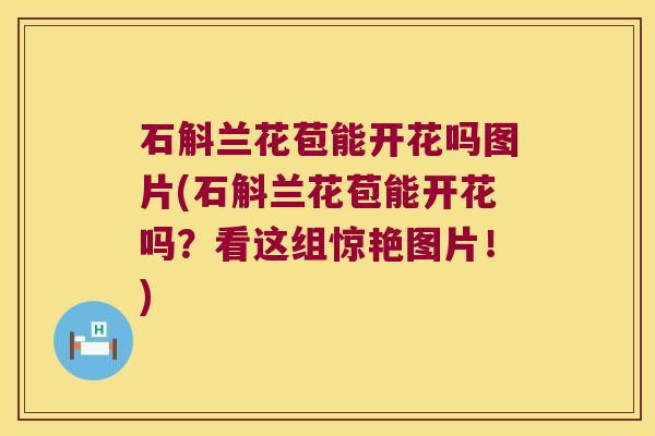 石斛兰花苞能开花吗图片(石斛兰花苞能开花吗？看这组惊艳图片！)