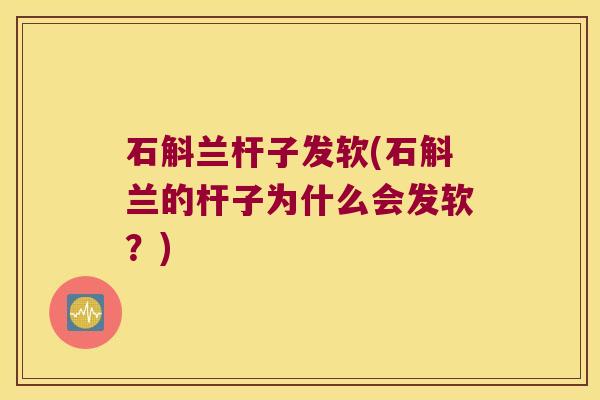 石斛兰杆子发软(石斛兰的杆子为什么会发软?) 石斛兰杆子发软(石斛兰的杆子为什么会发软?)