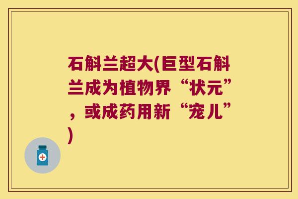 石斛兰超大(巨型石斛兰成为植物界“状元”，或成药用新“宠儿”)