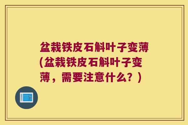 盆栽铁皮石斛叶子变薄(盆栽铁皮石斛叶子变薄，需要注意什么？)