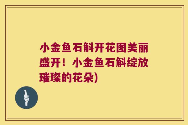 小金鱼石斛开花图美丽盛开！小金鱼石斛绽放璀璨的花朵)