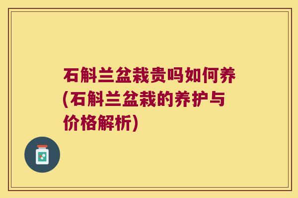 石斛兰盆栽贵吗如何养(石斛兰盆栽的养护与价格解析)