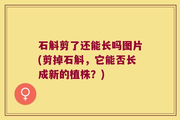 石斛剪了还能长吗图片(剪掉石斛,它能否长成新的植株?) 石斛剪了还能长吗图片(剪掉石斛,它能否长成新的植株?)