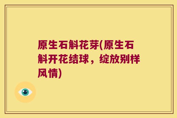 原生石斛花芽(原生石斛开花结球，绽放别样风情)