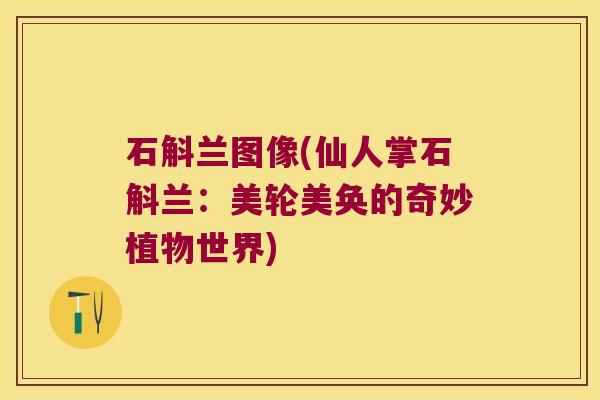 石斛兰图像(仙人掌石斛兰：美轮美奂的奇妙植物世界)
