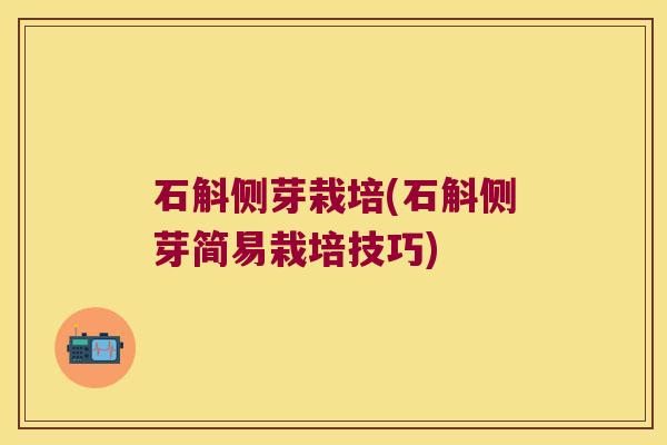 石斛侧芽栽培(石斛侧芽简易栽培技巧)