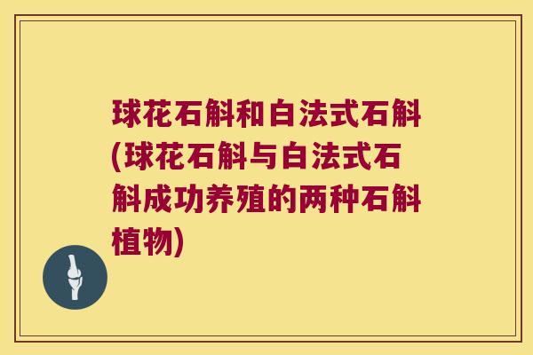 球花石斛和白法式石斛(球花石斛与白法式石斛成功养殖的两种石斛植物)