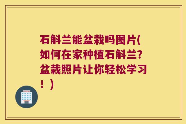 石斛兰能盆栽吗图片(如何在家种植石斛兰？盆栽照片让你轻松学习！)