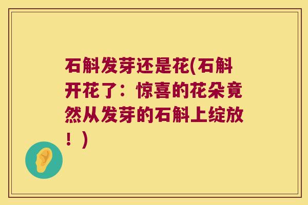 石斛发芽还是花(石斛开花了:惊喜的花朵竟然从发芽的石斛上绽放!) 石斛发芽还是花(石斛开花了:惊喜的花朵竟然从发芽的石斛上绽放!)