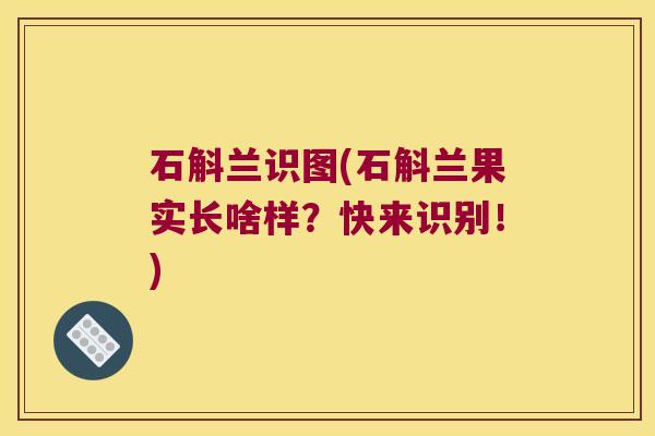石斛兰识图(石斛兰果实长啥样？快来识别！)
