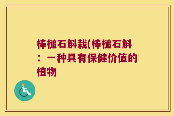 棒槌石斛栽(棒槌石斛：一种具有保健价值的植物