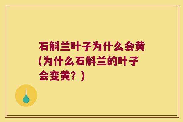 石斛兰叶子为什么会黄(为什么石斛兰的叶子会变黄？)