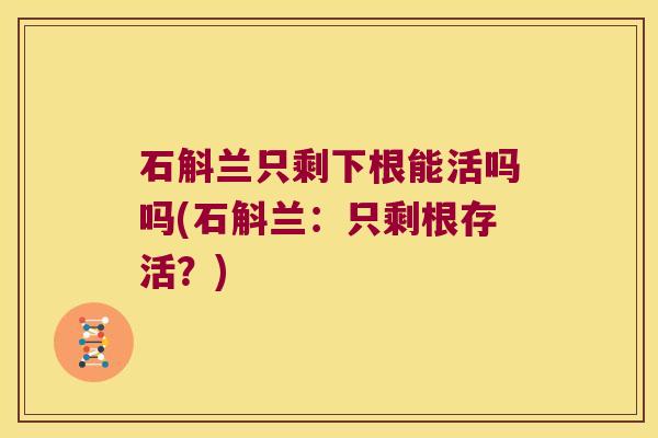 石斛兰只剩下根能活吗吗(石斛兰:只剩根存活?) 石斛兰只剩下根能活吗吗(石斛兰:只剩根存活?)