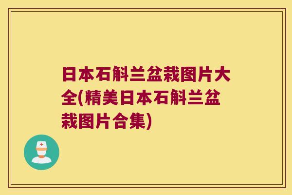 日本石斛兰盆栽图片大全(精美日本石斛兰盆栽图片合集)