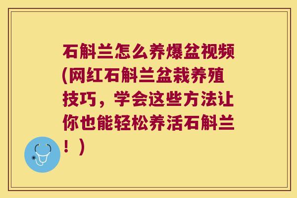 石斛兰怎么养爆盆视频(网红石斛兰盆栽养殖技巧，学会这些方法让你也能轻松养活石斛兰！)