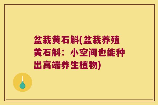 盆栽黄石斛(盆栽养殖黄石斛：小空间也能种出高端养生植物)