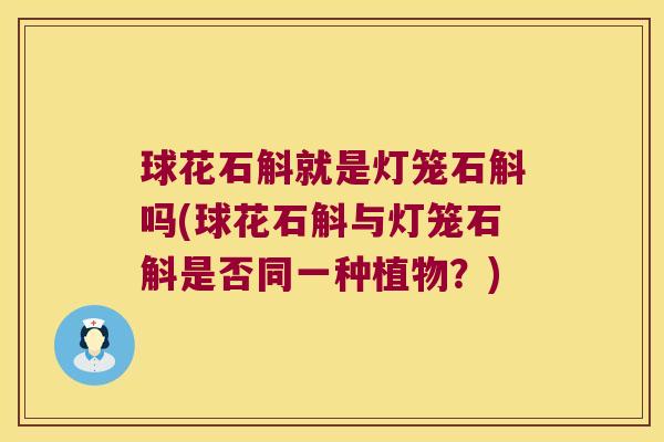 球花石斛就是灯笼石斛吗(球花石斛与灯笼石斛是否同一种植物？)