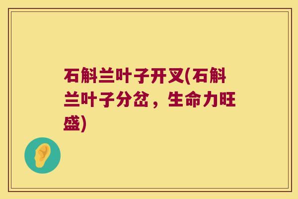 石斛兰叶子开叉(石斛兰叶子分岔，生命力旺盛)