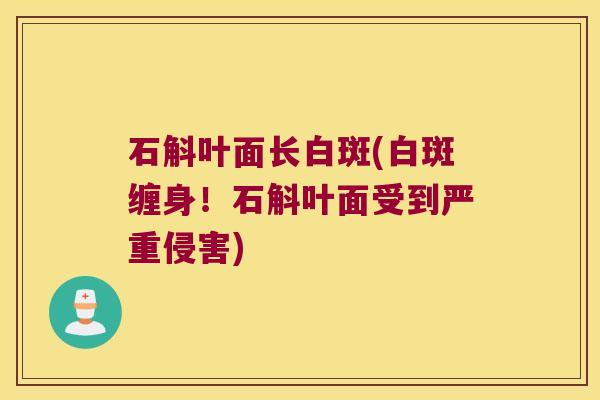 石斛叶面长白斑(白斑缠身！石斛叶面受到严重侵害)