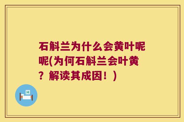 石斛兰为什么会黄叶呢呢(为何石斛兰会叶黄？解读其成因！)