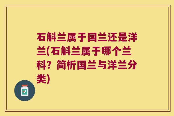 石斛兰属于国兰还是洋兰(石斛兰属于哪个兰科?简析国兰与洋兰分类) 石斛兰属于国兰还是洋兰(石斛兰属于哪个兰科?简析国兰与洋兰分类)