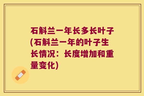 石斛兰一年长多长叶子(石斛兰一年的叶子生长情况：长度增加和重量变化)