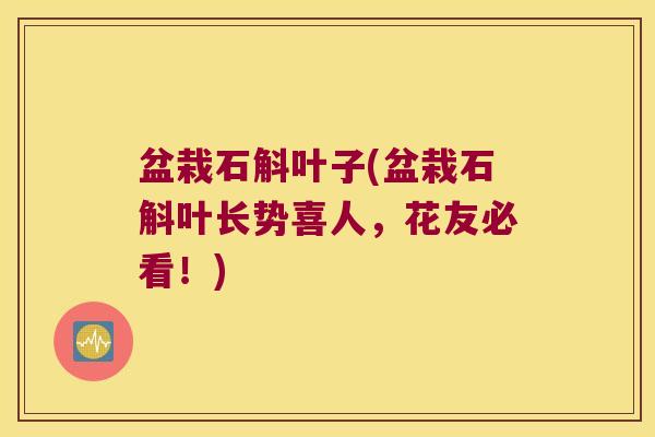 盆栽石斛叶子(盆栽石斛叶长势喜人,花友必看!) 盆栽石斛叶子(盆栽石斛叶长势喜人,花友必看!)