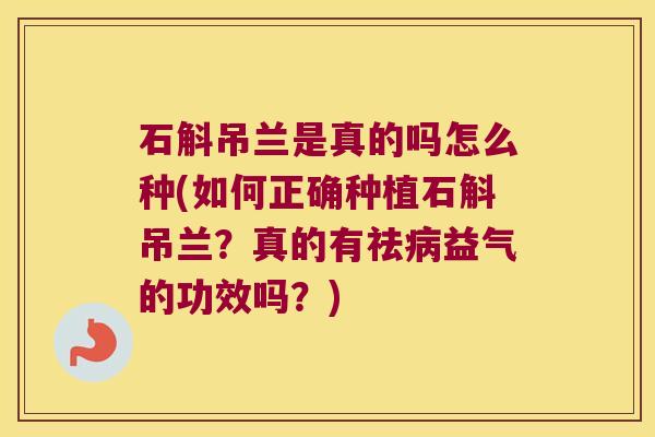 石斛吊兰是真的吗怎么种(如何正确种植石斛吊兰？真的有祛益气的功效吗？)