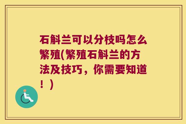 石斛兰可以分枝吗怎么繁殖(繁殖石斛兰的方法及技巧，你需要知道！)