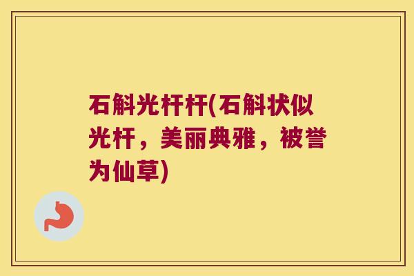 石斛光杆杆(石斛状似光杆,美丽典雅,被誉为仙草) 石斛光杆杆(石斛状似光杆,美丽典雅,被誉为仙草)