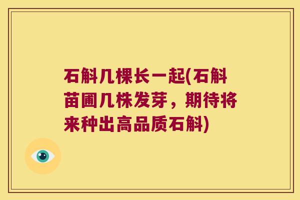 石斛几棵长一起(石斛苗圃几株发芽，期待将来种出高品质石斛)