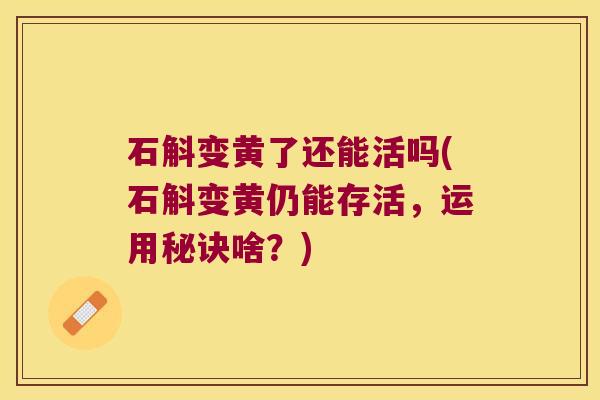 石斛变黄了还能活吗(石斛变黄仍能存活，运用秘诀啥？)