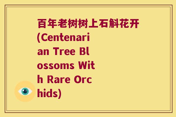百年老树树上石斛花开(Centenarian Tree Blossoms With Rare Orchids)
