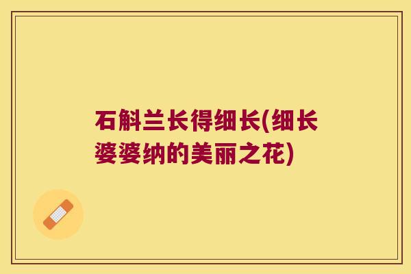 石斛兰长得细长(细长婆婆纳的美丽之花)