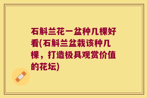 石斛兰花一盆种几棵好看(石斛兰盆栽该种几棵，打造极具观赏价值的花坛)