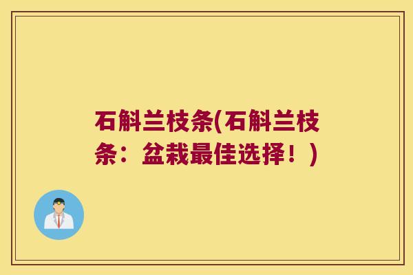 石斛兰枝条(石斛兰枝条：盆栽最佳选择！)