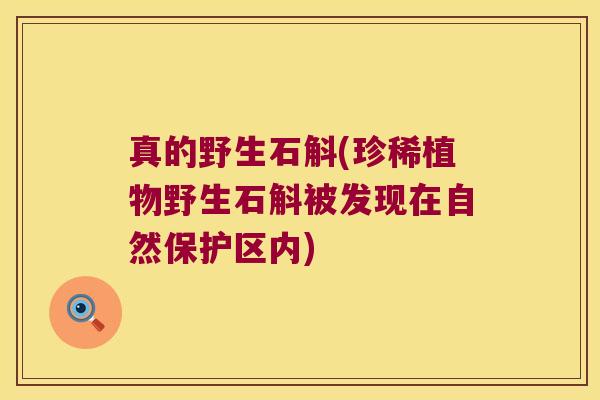 真的野生石斛(珍稀植物野生石斛被发现在自然保护区内)