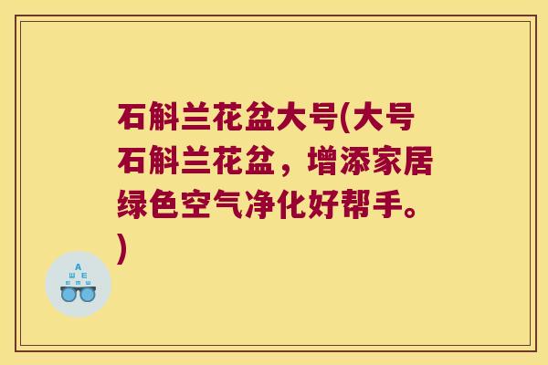 石斛兰花盆大号(大号石斛兰花盆，增添家居绿色空气净化好帮手。)