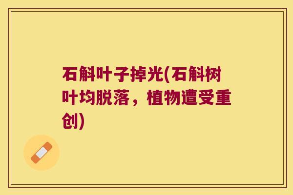 石斛叶子掉光(石斛树叶均脱落，植物遭受重创)