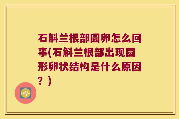 石斛兰根部圆卵怎么回事(石斛兰根部出现圆形卵状结构是什么原因？)