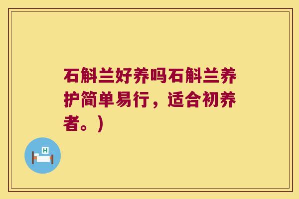 石斛兰好养吗石斛兰养护简单易行，适合初养者。)
