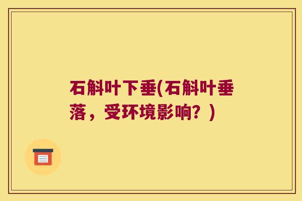 石斛叶下垂(石斛叶垂落，受环境影响？)