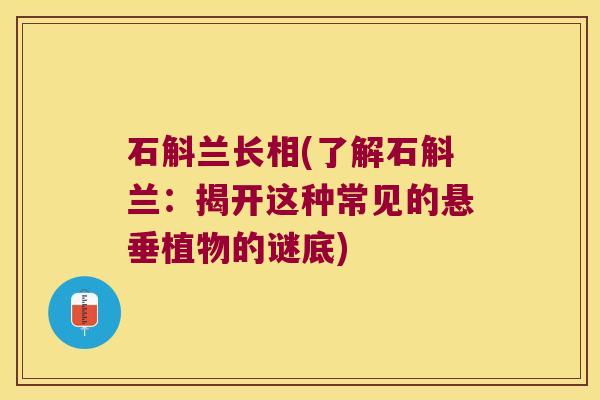 石斛兰长相(了解石斛兰：揭开这种常见的悬垂植物的谜底)