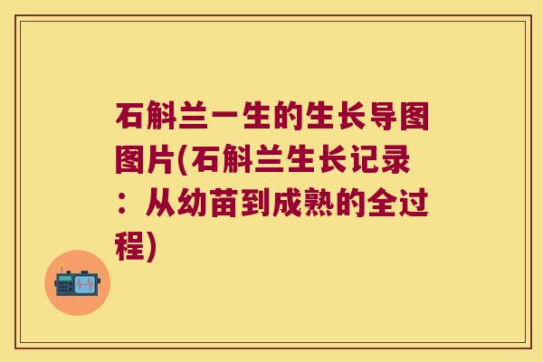 石斛兰一生的生长导图图片(石斛兰生长记录：从幼苗到成熟的全过程)