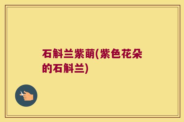 石斛兰紫萌(紫色花朵的石斛兰)