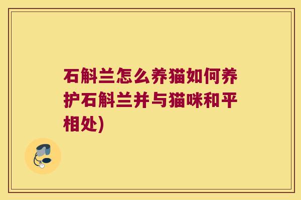 石斛兰怎么养猫如何养护石斛兰并与猫咪和平相处)