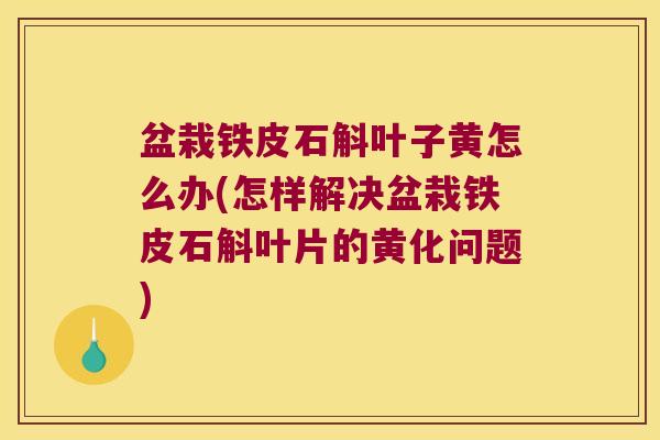 盆栽铁皮石斛叶子黄怎么办(怎样解决盆栽铁皮石斛叶片的黄化问题)